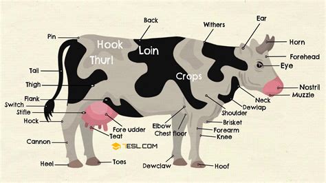 labeled diagram of beef cattle 